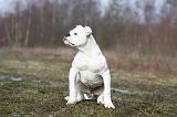 BOULEDOGUE AMERICAIN 002